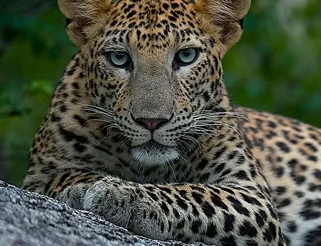 Jawai Leopard Safari with Udaipur